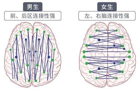 男女不同的地方|男女大脑“线路图”解释两性差别